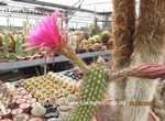 Trichocereus Hybride "telegonus x kermesina" violett   1585