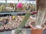 Trichocereus_telegonus_x_kermesina_1585-2