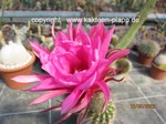 Trichocereus Hybride "telegonus x kermesina" 554