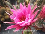 Trichocereus Hybride "telegonus x kermesina" 3434