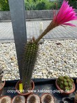 Trichocereus Hybride "telegonus x kermesina" 3476