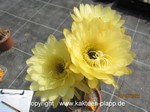 Trichocereus "Yellow Star" 522