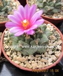 Turbinicarpus alonsoi