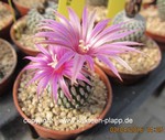 Turbinicarpus pseudopectinatus rubriflorus