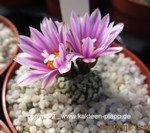 Turbinicarpus valdezianus (Pelecyphora)