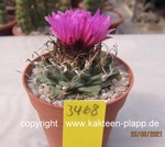 Turbinicarpus alonsoi 3468
