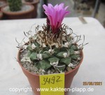 Turbinicarpus alonsoi 3492
