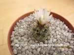 Turbinicarpus graminispinus