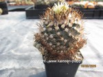 Turbinicarpus_krainzianus_1668-2