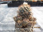 Turbinicarpus_krainzianus_1668-3