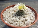 Turbinicarpus pseudomacrochele krainzianus