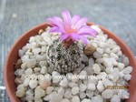 Turbinicarpus pseudomacrochele lausseri MH490