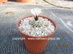 Turbinicarpus_valdezianus_albiflorus_230321-1