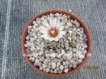 Turbinicarpus_valdezianus_albiflorus_230321-2