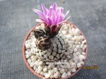 Turbinicarpus valdezianus rubriflorus (Pelecyphora)