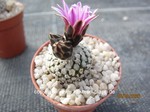 Turbinicarpus_valdezianus_rot_260306-2