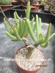 Tylecodon_luteosquamata