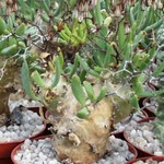 tylecodon_reticulata1