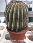 Uebelmannia pectinifera HU280 1002