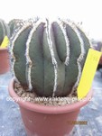 Uebelmannia pectinifera 342
