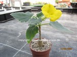 Uncarina_roeoessliana_allgemein_250612