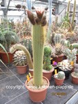 Weberbauerocereus johnsonii 190