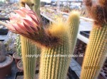 Weberbauerocereus johnsonii 1603