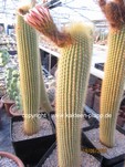 Weberbauerocereus_johnsonii_1603-2