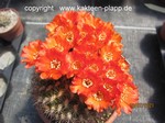 Weingartia trollii 6138