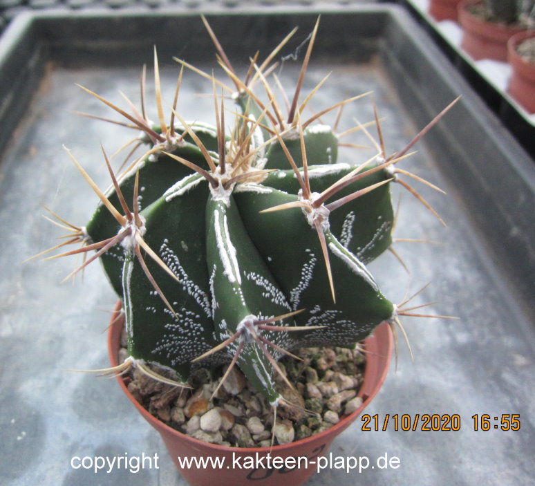 Astrophytum ornatum cv. Fukuryu  009a