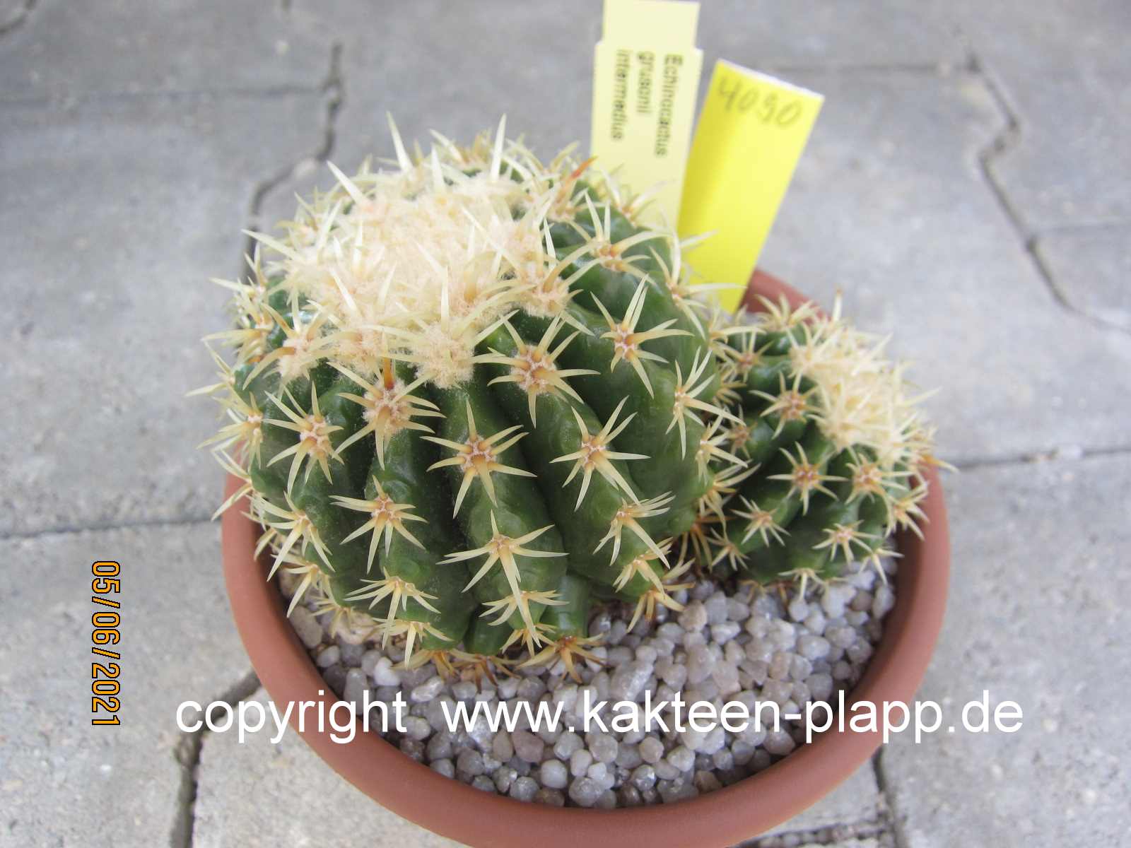 Echinocactus_grusonii_intermedius-4090-1
