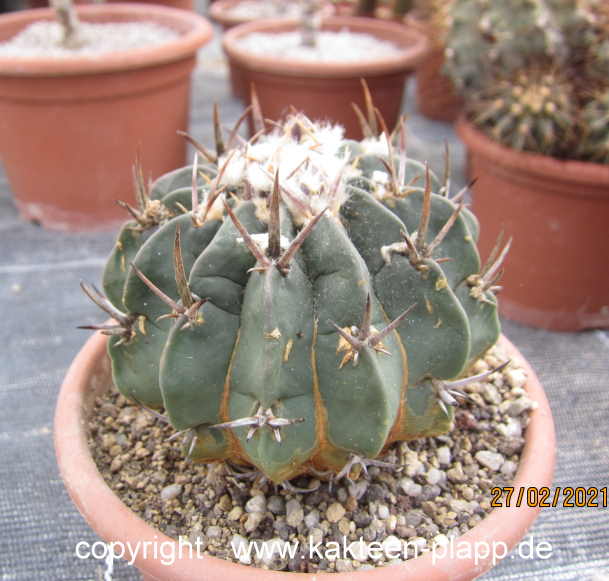 Echinofossulocactus coptonogonus  3495