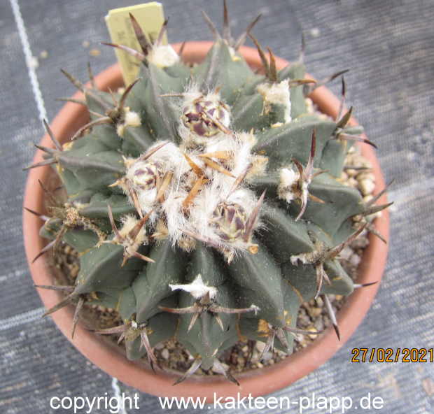Echinofossulocactus coptonogonus  3495a