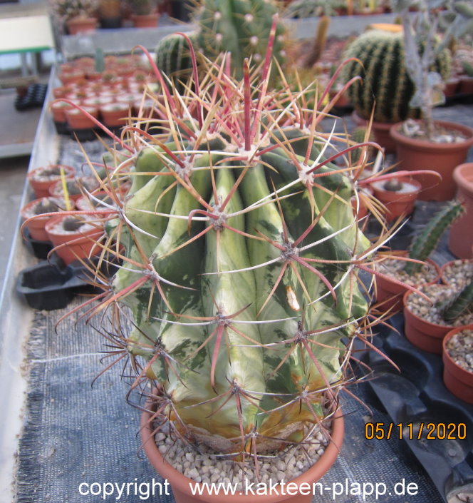 Ferocactus emoryii variegata  3169