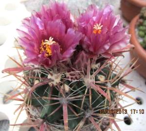 Ferocactus fordii 066b-c