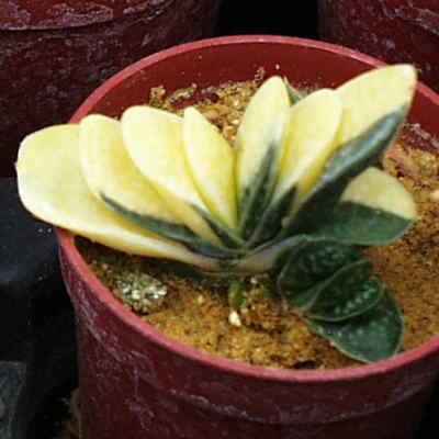 Gasteria gracilis variegata