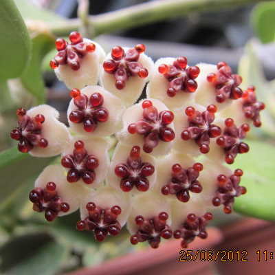 Hoya kerrii variegata