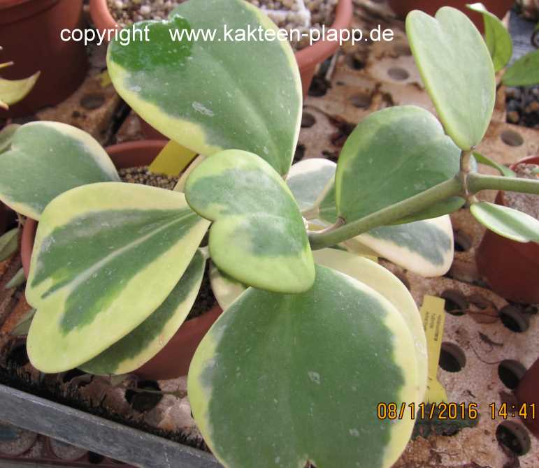 Hoya kerrii variegata21