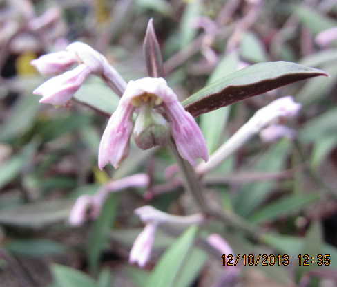 Monadenium montanum var. rubellum1