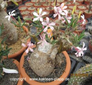 Pachypodium succulentum  1000-c