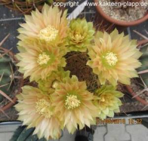 pyrrhocactus spec. cerro huatalame  6203a-c