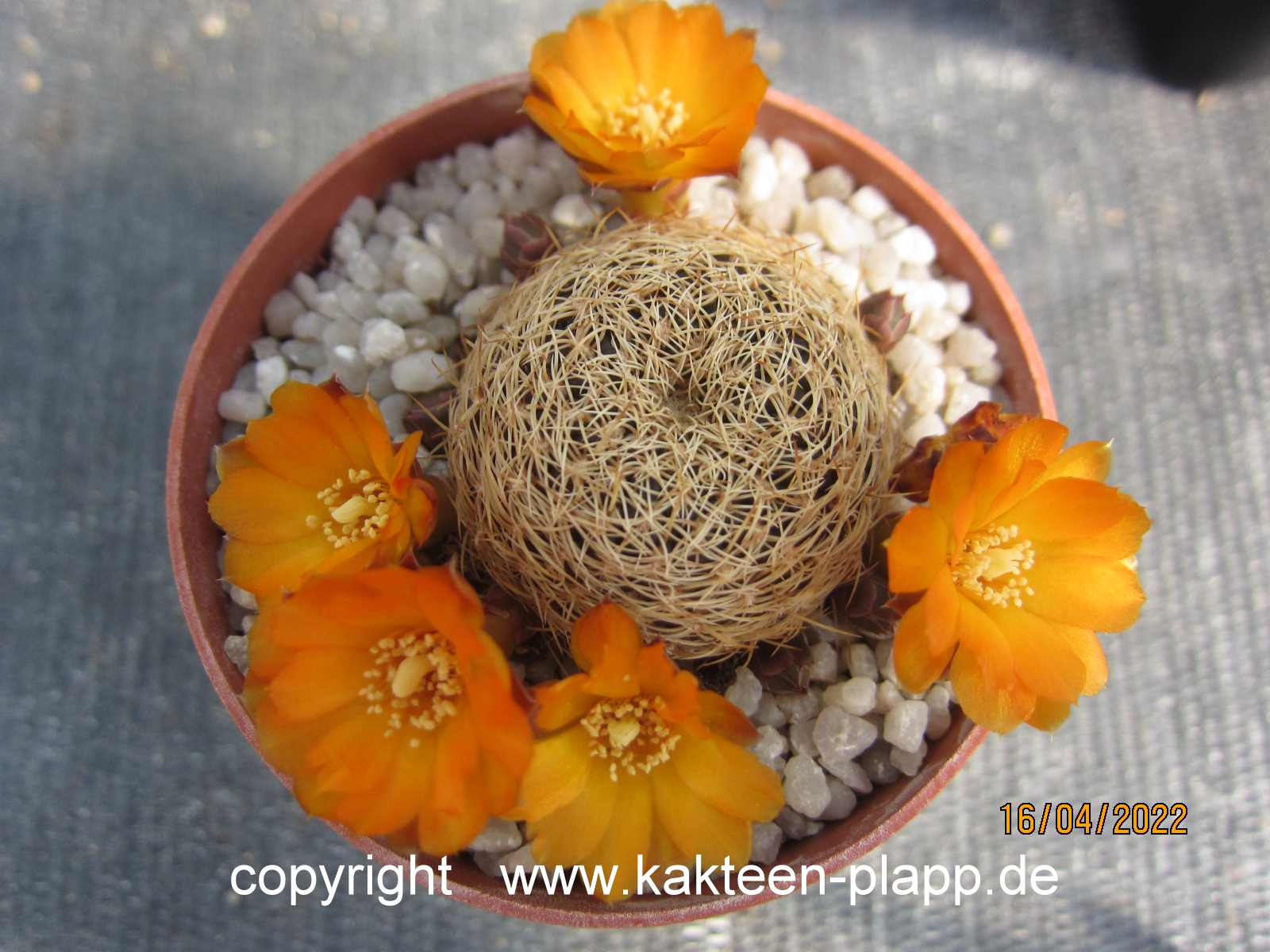Sulcorebutia_breviflora_orange_L314_220416